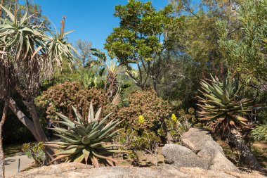Afrikaans dil anıt Paarl içinde Batı Cape Province, yerli Garden'da. Ödağacı görülebilir