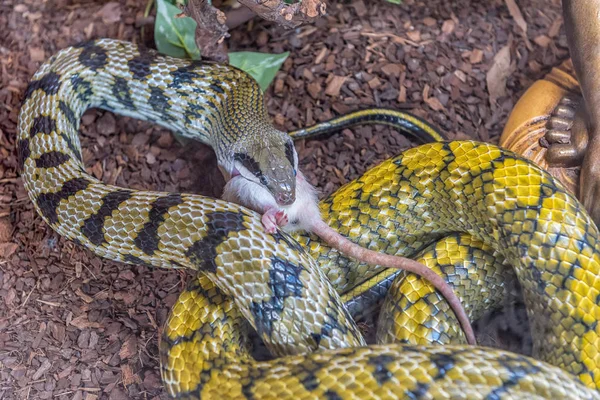 Taiwan Beauty Snake Captivity Eating Mouse — Stock Photo, Image