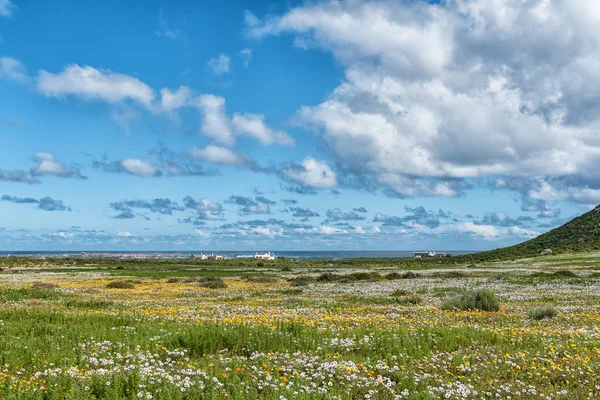 West Coast National Park South Africa August 2018 Wild Flowers — Stock Photo, Image