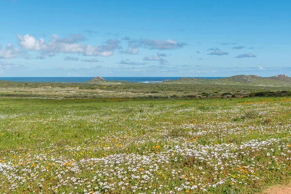 西开普省兰格班附近的 Postberg 的野花 大西洋是可见的 — 图库照片