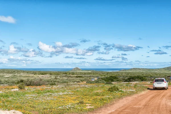 南非西海岸国家公园 2018年8月20日 西开普省大西洋沿岸 Langebaan 附近的 Postberg 的野花 车辆是可见的 — 图库照片