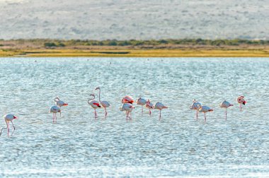 Greater flamingos at the Geelbek Bird Hide on the Langebaan Lagoon on the Atlantic Ocean coast of the Western Cape Province clipart
