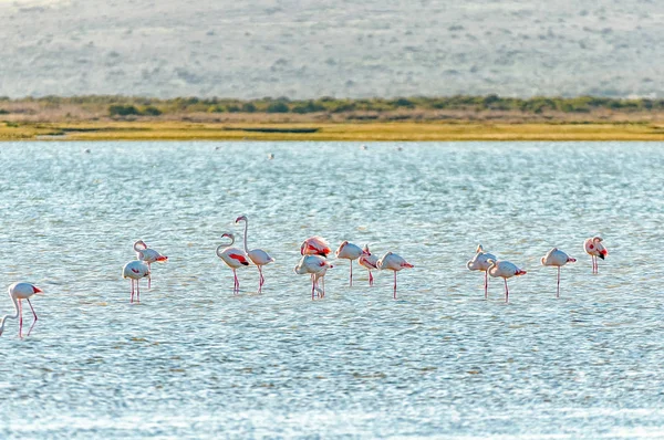 Greater Flamingos Geelbek Bird Hide Langebaan Lagoon Atlantic Ocean Coast — Stock Photo, Image