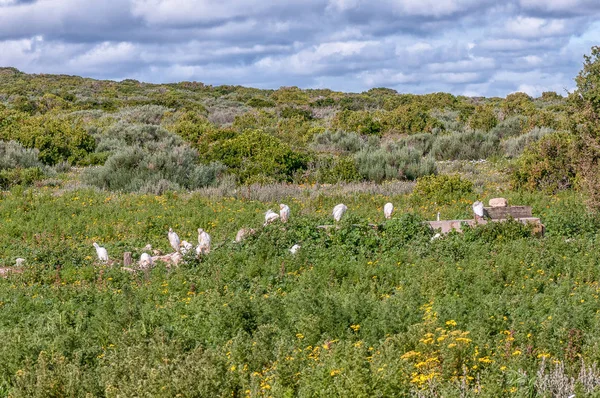 Cattle Egrets Water Trough Postberg Langebaan Atlantic Ocean Coast Western — Stock Photo, Image