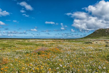 Batı Cape Eyaleti 'nin Atlantik Okyanusu kıyısındaki Langebaan yakınlarındaki Postberg' de yabani çiçekler. Chalets ve Vondeling Adası görülebilir