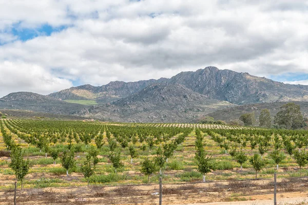 Wild flowers and citrus orchards near Citrusdal — Stock Photo, Image