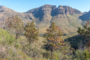 Cederberg Dağları 'ndaki Cezayir' deki Middelberg Şelalesi 'ne giden yolda nesli tükenmekte olan Clanwilliam sedir ağaçları. Cederberg 'e özgüdür.