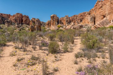 Kaya oluşumları, kır çiçekleri ve Batı Cape Eyaleti 'nin Cederberg Dağları' ndaki Truitjieskraal 'da yürüyüş patikası.