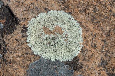 Batı Cape Eyaleti 'nin Cederberg Dağları' ndaki Truitjieskraal kayalıklarında Lichens.