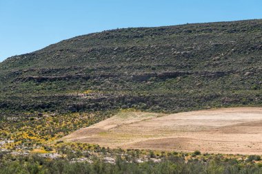 Rooibos çay alan ve sarı kır çiçekleri, Batı Cape Eyaleti Güney Afrika Rooibos miras yolu üzerinde