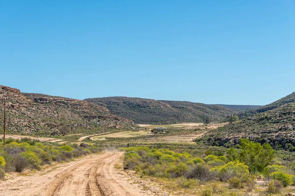 Rooibos Tea Fields Rooibos Heritage Route Northern Cape Province South — Stock Photo, Image