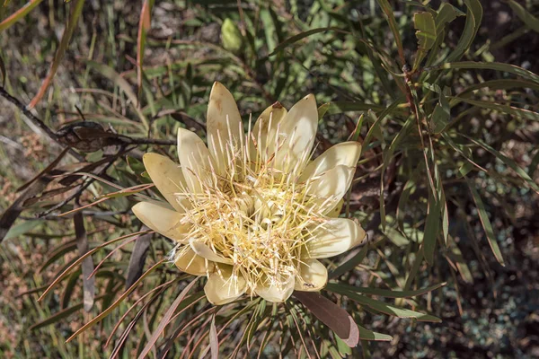 Flower Waboom Wagon Tree Protea Nitida Rooibos Heritage Route Northern — Stock Photo, Image