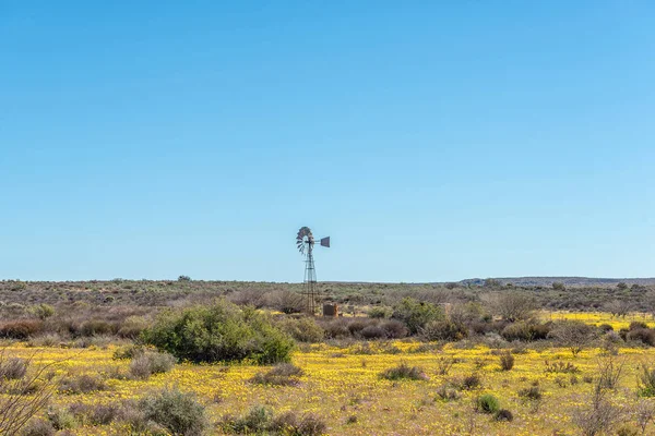 Water Pumping Windmill Water Tank Wildflowers Papkuilsfontein Northern Cape Province — Stock Photo, Image