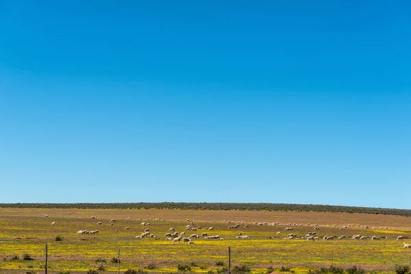 Moutons Entre Fleurs Sauvages Jaunes Près Papkuilsfontein Dans Province Cap — Photo