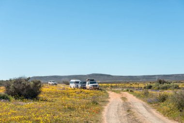 Papkuilsfontein, Güney Afrika, 28 Ağustos 2018: turist araçlar alanındaki Papkuilsfontein içinde Güney Afrika'nın Kuzey Cape Province, kır çiçekleri