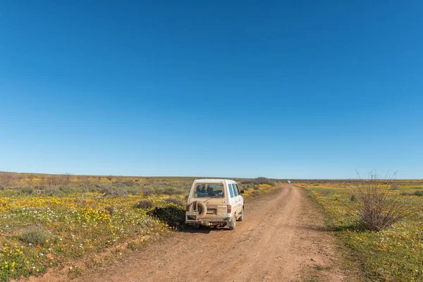 Nieuwoudtville 2018年8月28日 南非北开普敦省 Nieuwoudtville Matjiesfontein 野花领域的旅游车辆 — 图库照片