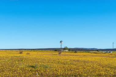 Güney Afrika 'nın Kuzey Cape Eyaleti' ndeki Nieuwoudtville yakınlarındaki Matjiesfontein 'de sarı kır çiçekleri tarlasında su pompalayan bir yel değirmeni.