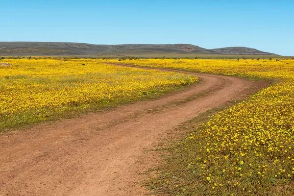 南非北部开普省Nieuwould Dtville附近Matjiesfontein一片黄色野花地里的一条砾石路 — 图库照片