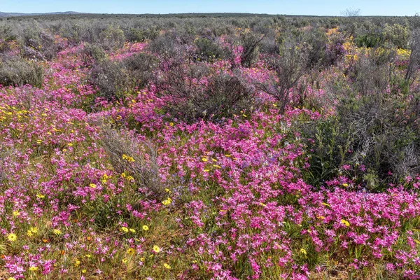 南アフリカ共和国北ケープ州のPapkuilsfonteinのピンク 白の野花 — ストック写真