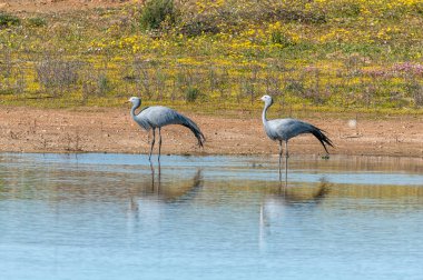 İki mavi turna, Anthropoides paradiseus, Nieuwoudtsville yakınlarındaki Matjiesfontein 'de, Güney Afrika' nın Cape Eyaleti 'nde.