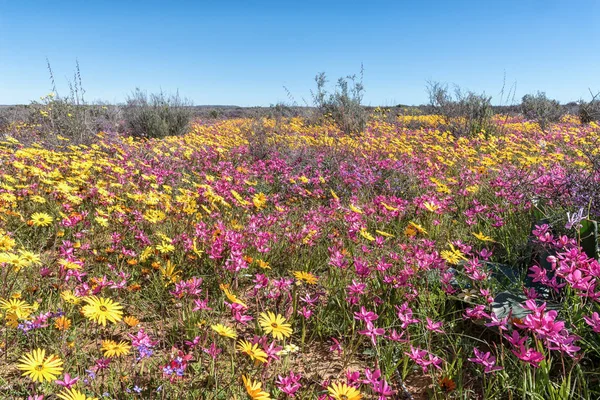 Pink Yellow Wildflowers Papkuilsfontein Northern Cape Province South Africa — Stock Photo, Image