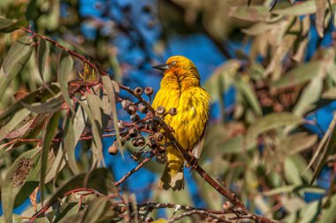 Erkek bir dokumacı, Ploceus capensis, Güney Afrika 'nın Kuzey Cape Eyaleti' ndeki Nieuwoudtville yakınlarında Matjiesfontein 'de.