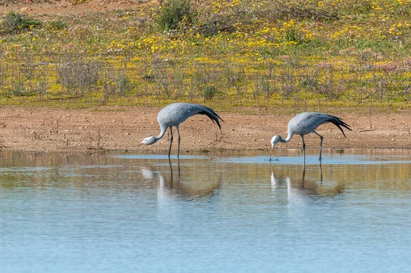 Two Blue Cranes Matjiesfontein Nieuwoudtsville Northern Cape Province South Africa — Stock Photo, Image
