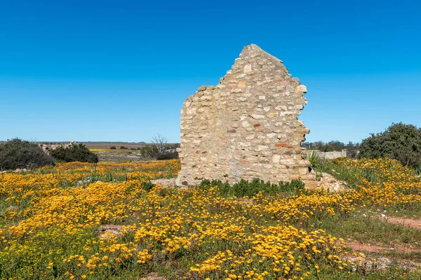 Historická Zřícenina Mezi Divokými Květy Groenrivier Nieuwoudtville Provincii Severní Kapsko — Stock fotografie