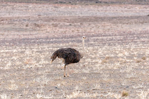 Male Ostrich Struthio Camelus Tankwa Karoo Northern Cape Province South — Stock Photo, Image