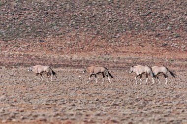 Dört antilop, Oryx gazella, Güney Afrika 'nın Kuzey Burnu' ndaki Tankwa Karoo 'da.