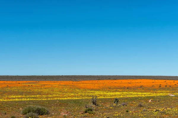 Een Veld Van Oranje Gele Wilde Bloemen Bij Papkuilsfontein Noordelijke — Stockfoto