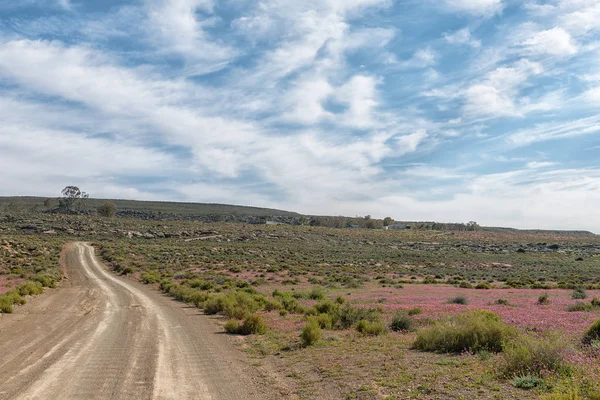 A road landscape with purple wild flowers near Gannaga Lodge in the Tankwa Karoo of South Africa