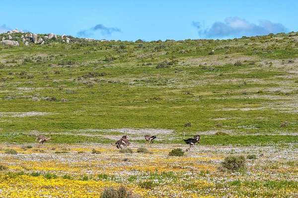 Autruches Entre Les Fleurs Sauvages Postberg Près Langebaan Sur Côte — Photo