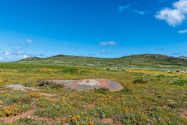 西开普省大西洋海岸兰格班附近的Postberg野花 — 图库照片
