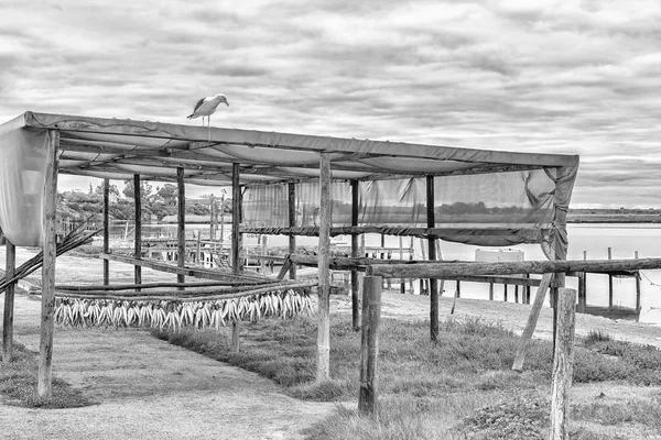 Velddrif South Africa August 2018 Bokkoms Salted Dried Mullet Being — Stock Photo, Image