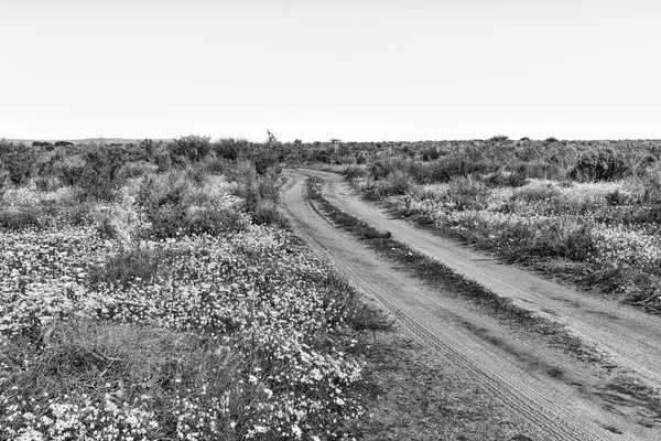 Uma Estrada Cascalho Campo Flores Silvestres Papkuilsfontein Província Cabo Norte — Fotografia de Stock