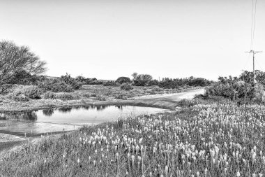 Bulbinellas (Bulbinella nutans) ve Kuzey Cape Eyaleti 'ndeki Willemsrivier' de yol kenarında bir Ford. Tek Renkli
