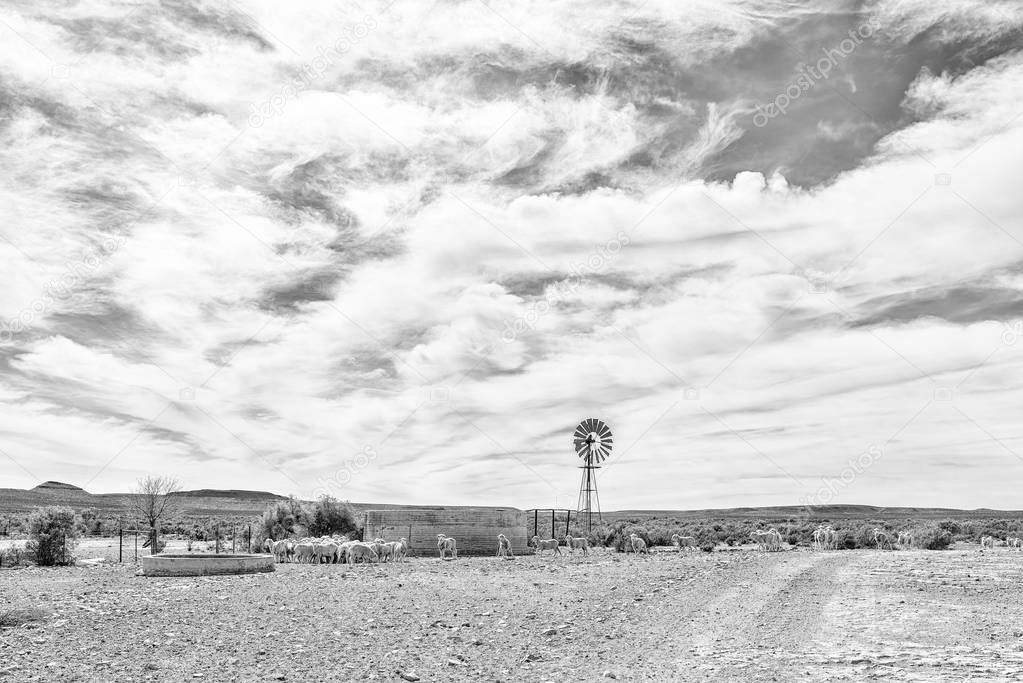 A windmill, dam and sheep near Middelpos in the Northern Cape Province of South Africa. Monochrome