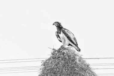 Dövüş kartal av üzerinde ortak kuş yuva ile. Tek renkli