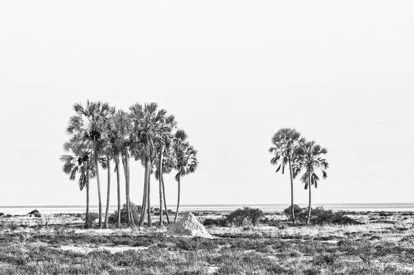 Makalani palm trees at Fischers Pan in Northern Namibia. Monochr — Stock Photo, Image