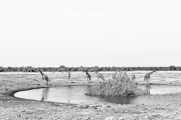 Șapte girafe namibiene la o gaură de apă. Monocrom — Fotografie, imagine de stoc