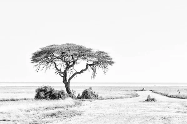 後ろにナミビア ・ エトーシャ パンとツリー。モノクロ — ストック写真