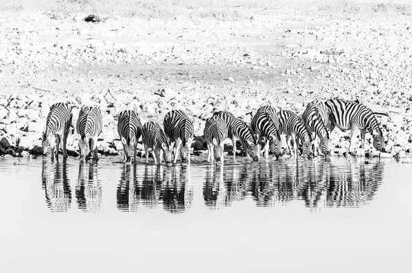 Burchells zebras, com seus reflexos visíveis, água potável — Fotografia de Stock