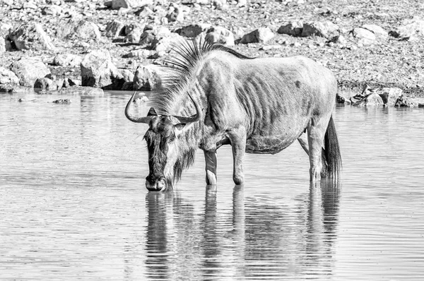 Agua potable de ñus azul. Monocromo — Foto de Stock