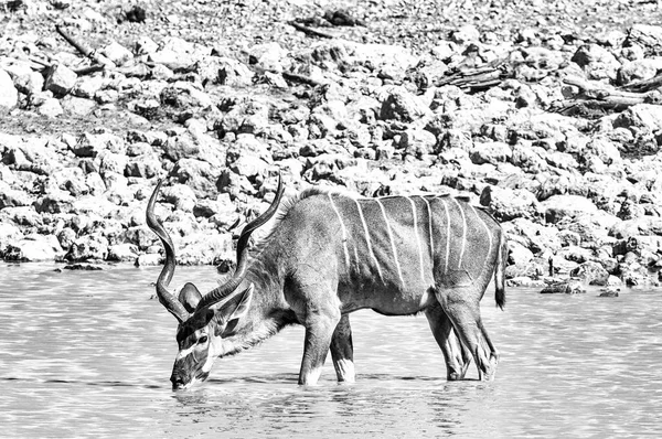Un gran toro kudu bebiendo agua en un pozo de agua. Monocromo — Foto de Stock