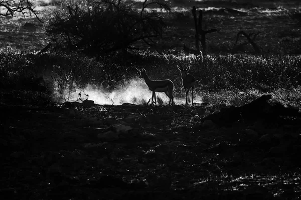 Springbok caminando en los últimos rayos del sol poniente. Monocromo — Foto de Stock