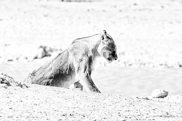 Leoa Africana com cicatrizes, Panthera leo, com feridas visíveis. Mono — Fotografia de Stock