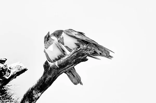 Dois corvos tortos, Corvus albus, em ramo de árvore morta. Monocromático — Fotografia de Stock