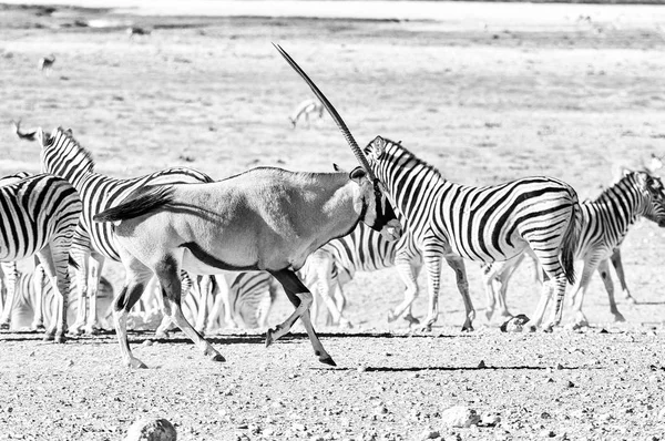 Un oryx o gemsbok, pasando por las cebras de Burchells. Monocromo — Foto de Stock