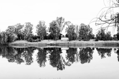 Ağaçlar günbatımında Orange Nehri üzerinde Upington yansıtıyordu. Monochr